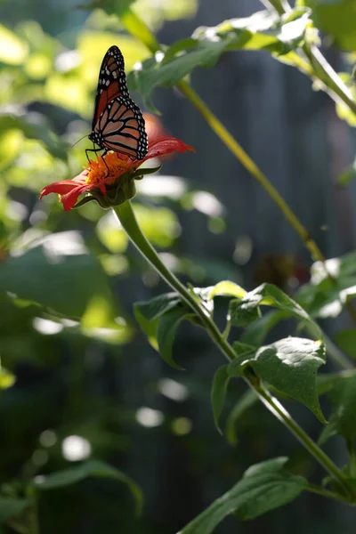 Una Mariposa Monarca Alimentándose Una Flor Verbeana — Foto de Stock