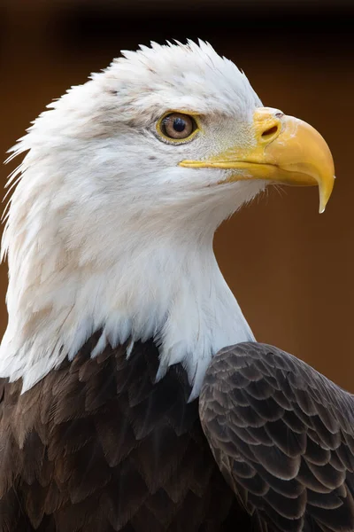 Amerykański Bald Eagle Portret — Zdjęcie stockowe