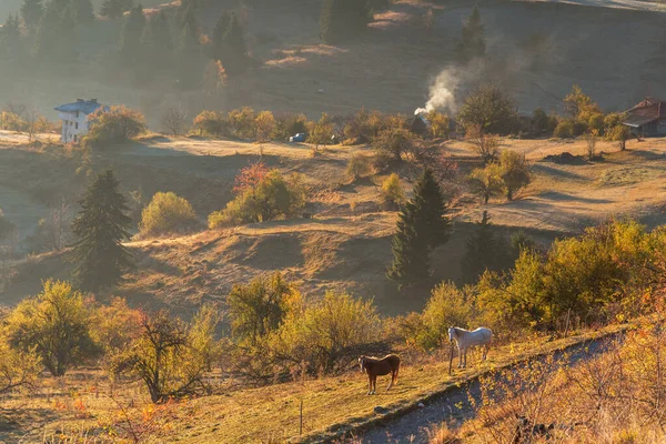 Mystieke Zonsopgang Boven Berg Wilde Paarden Grazen Het Weiland Bulgarije — Stockfoto