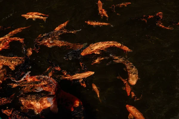 Ψάρια Koi Που Κολυμπούν Στη Λίμνη — Φωτογραφία Αρχείου
