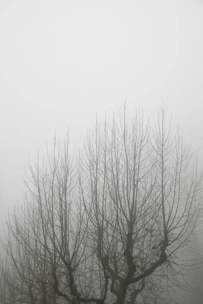 Árboles Entre Niebla Zaragoza Provincia España — Foto de Stock