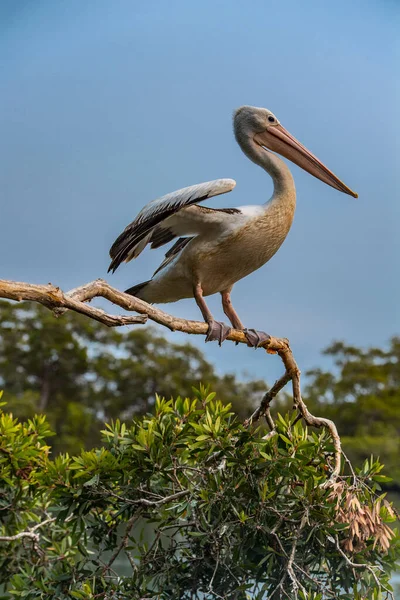 Pelican Assis Sur Arbre Dans South West Rocks Nouvelle Galles — Photo