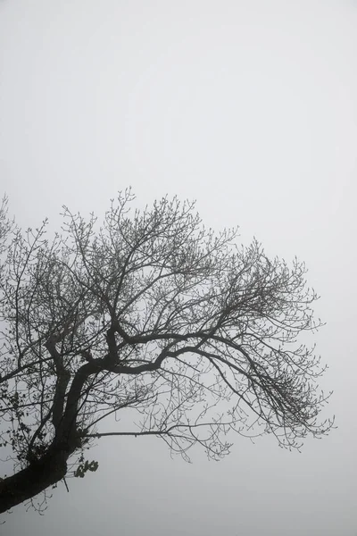 Árbol Entre Niebla Zaragoza Provincia España — Foto de Stock