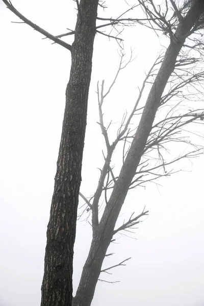 Bäume Nebel Provinz Saragossa Spanien — Stockfoto