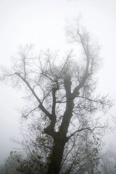 Árboles Entre Niebla Zaragoza Provincia España — Foto de Stock