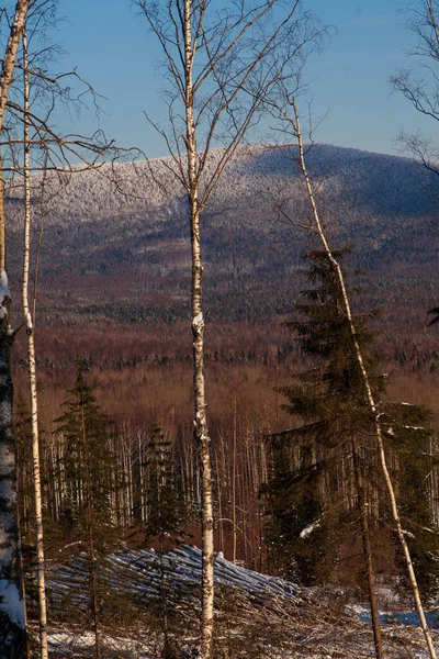 Production Forestière Oural Hiver Paysage Forestier — Photo