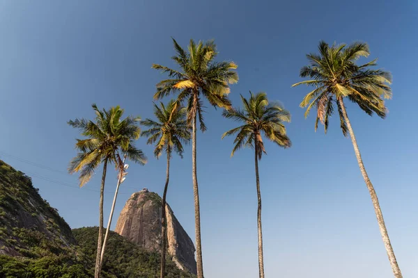 Beautiful View Sugar Loaf Mountain Palm Trees Ocean Rio Janeiro — Stock Photo, Image