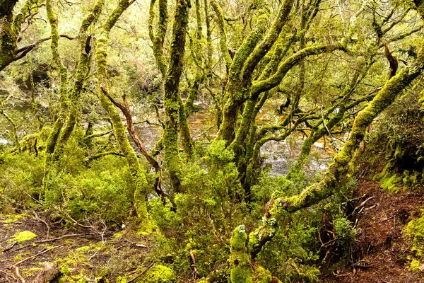 Mousse Branches Couvertes Arbres Avec Eau Courante Derrière Elle — Photo