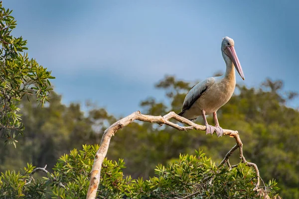Pelican Assis Sur Arbre Dans South West Rocks Nouvelle Galles — Photo
