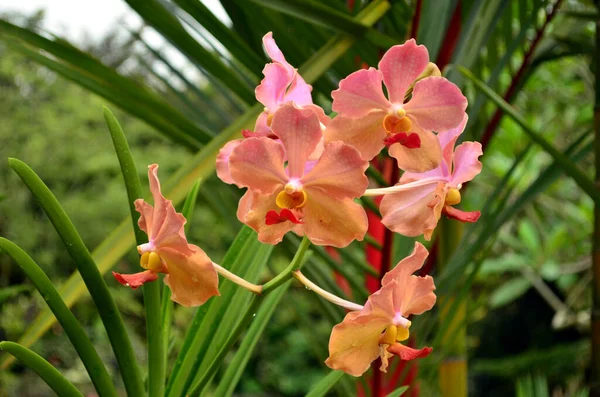 Bahçedeki Güzel Pembe Orkide Çiçeği — Stok fotoğraf