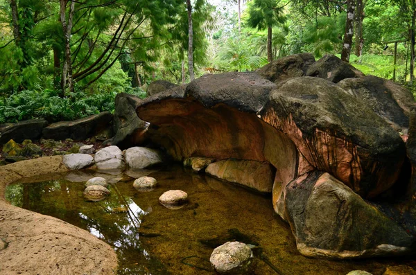 Singapur Botanik Bahçesinde Küçük Bir Gölet — Stok fotoğraf