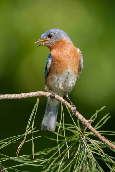 Eastern Bluebird Perched Pine Tree — Photo