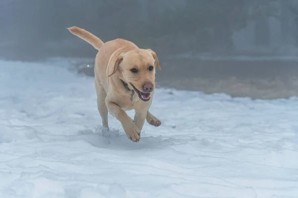 Labrador Cane Cucciolo Retriever Inverno — Foto Stock