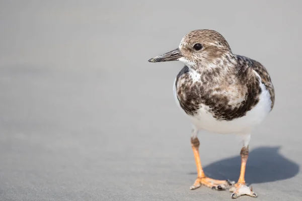 Egy Rudy Turnstone Kutatja Partot Élelemért — Stock Fotó