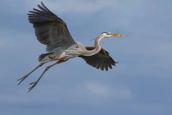 Great Blue Heron Flying — ストック写真