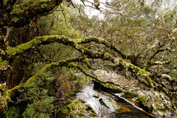 Mousse Couverte Arbres Tombés Dessus Une Chute Eau Courante — Photo