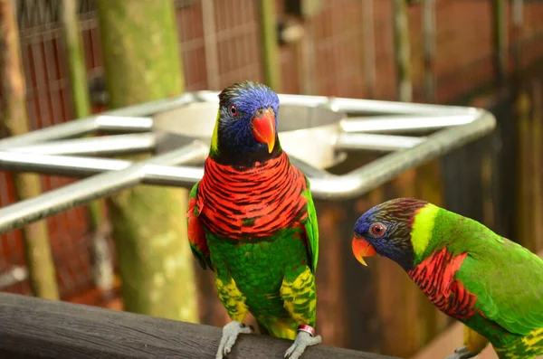 Pareja Coloridos Loros Lorikeet Arco Iris —  Fotos de Stock