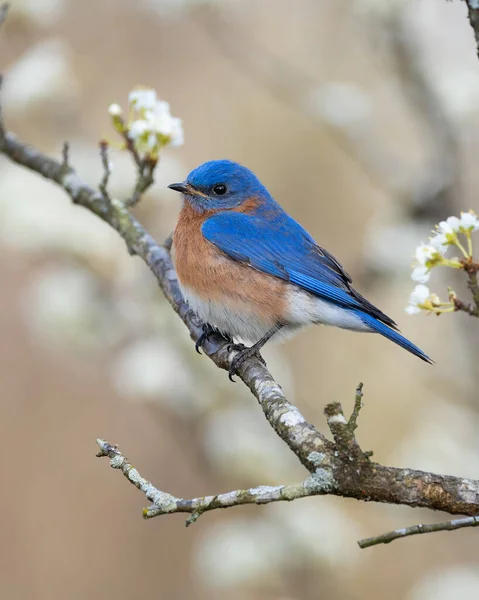 梅の木の東側の青い鳥 — ストック写真