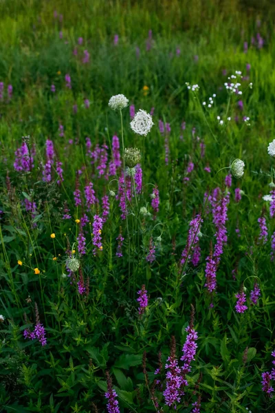 Field Purple Flowers Croatia — Stock Photo, Image