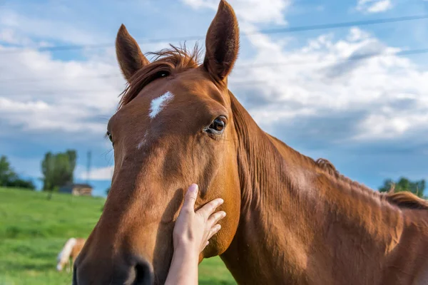 Mano Una Mujer Acaricia Caballo Atardecer — Foto de Stock