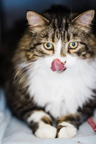 Fluffy Cat Long Tongue Sticking Out — Stock Photo, Image