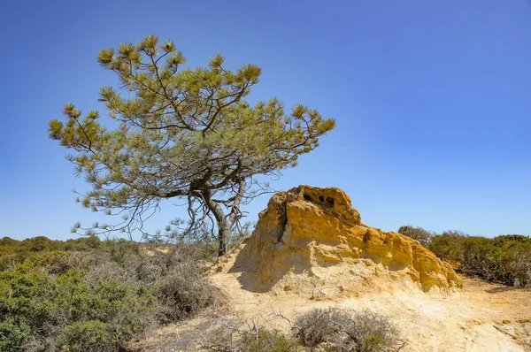 Vistas Mar California Torrey Pines — Foto de Stock