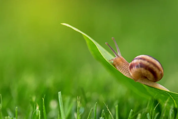 Snail Grass Sunny Day Close — Stock Photo, Image