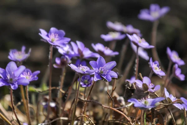 Λίβερλιφ Liverwort Λουλούδια Στο Δάσος Άνοιξη Φυσικό Υπόβαθρο Επιλεκτική Εστίαση — Φωτογραφία Αρχείου