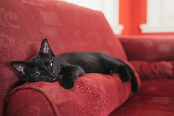 Sleepy cute kitten resting on red couch