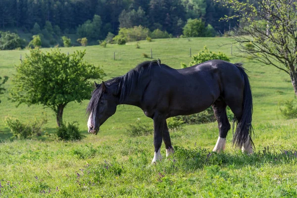 春の牧草地で美しい赤い馬の放牧 — ストック写真