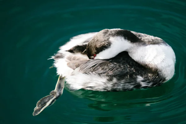 Horned Grebe Sleeping Its Head Tucked Wing — Stock Photo, Image