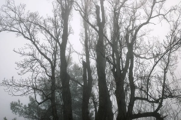 Árboles Entre Niebla Zaragoza Provincia España — Foto de Stock