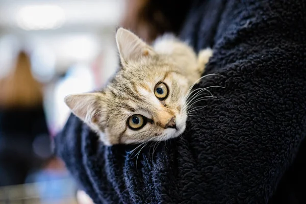 Gattino Carino Adorabile Ritratto Gatto Con Comportamento Pers — Foto Stock