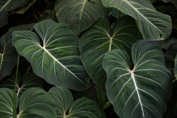 브라질 리오데자네이로의 식물원의 우림에는 아름다운 잎들이 줄지어 — 스톡 사진