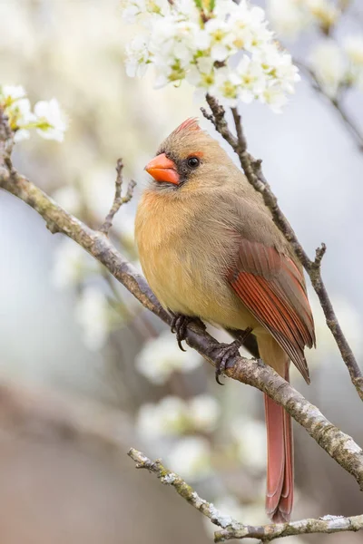 Northern Cardinal Perched Plum Tree — Stock Photo, Image