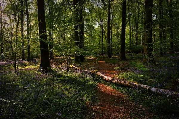 Vue Des Branches Mousse Paysage Forestier Troncs Arbres Couverts Mousse — Photo