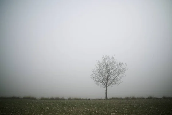 スペインのサラゴサ県霧の間の木 — ストック写真
