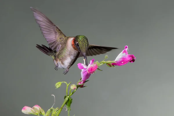 Ruby Hrdelní Kolibřík Sbírající Nectar — Stock fotografie