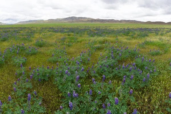 Idyllic California Hillsides Cheio Flores Silvestres Bloom Depois — Fotografia de Stock