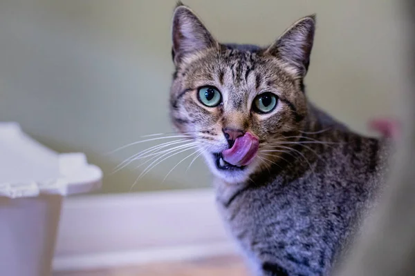 Cute Adorable Kitten Cat Portrait Behavior Pers — Stock Photo, Image