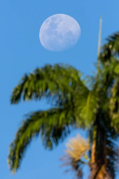 Bela Paisagem Nenúfares Flutuando Lago Floresta Tropical Nos Jardins Botânicos — Fotografia de Stock