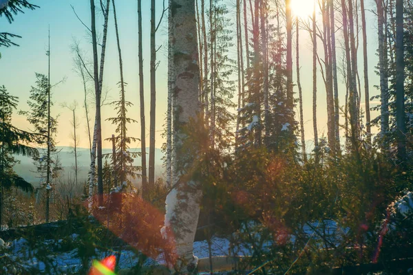 Δασική Παραγωγή Ουράλια Τοπίο Χειμερινό Δάσος — Φωτογραφία Αρχείου