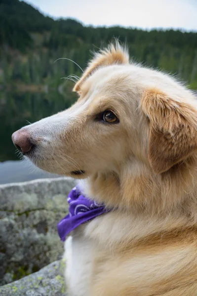 Retrato Perro Esponjoso Las Montañas —  Fotos de Stock