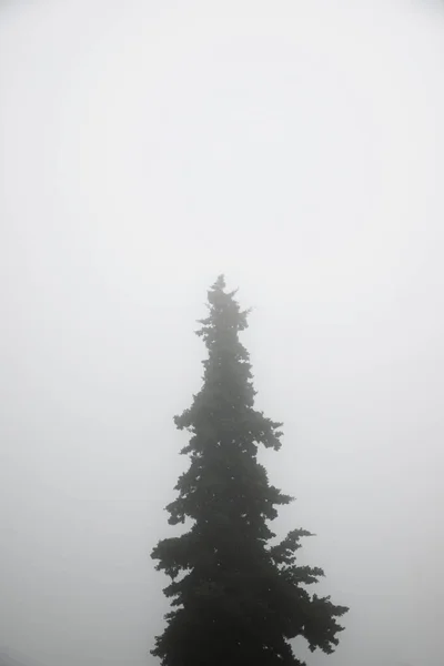 Árbol Entre Niebla Zaragoza Provincia España — Foto de Stock