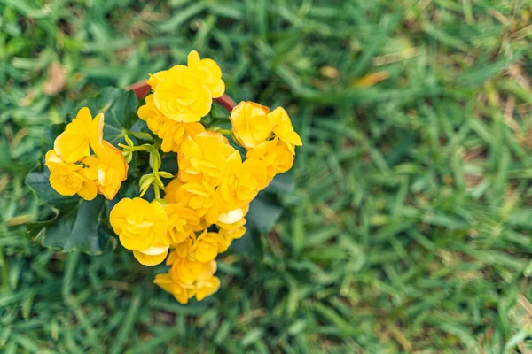 Pequena Planta Com Flores Amarelas Pote — Fotografia de Stock