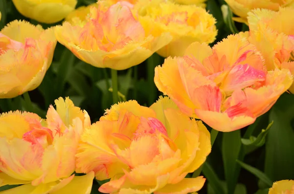 Yellow Rose Tulip Closeup Keukenhof Garden — Stock Photo, Image