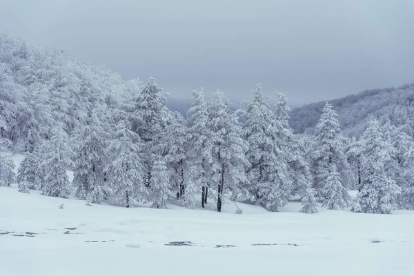 森林积雪覆盖树木的景观 — 图库照片
