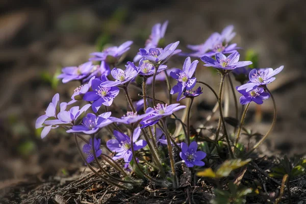 Liverleaf Hepáticas Flores Floresta Primavera Fundo Natural — Fotografia de Stock