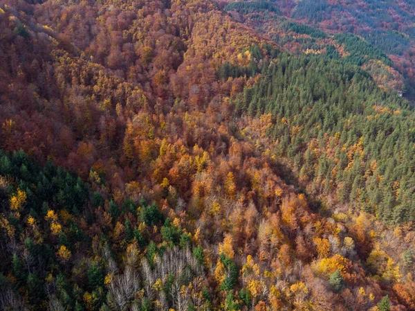 Vertikale Luftaufnahme Des Herbstwaldes — Stockfoto