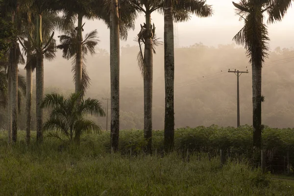 Prachtig Uitzicht Lijn Van Palmbomen Regenwoud Boerderij Platteland Van Rio — Stockfoto